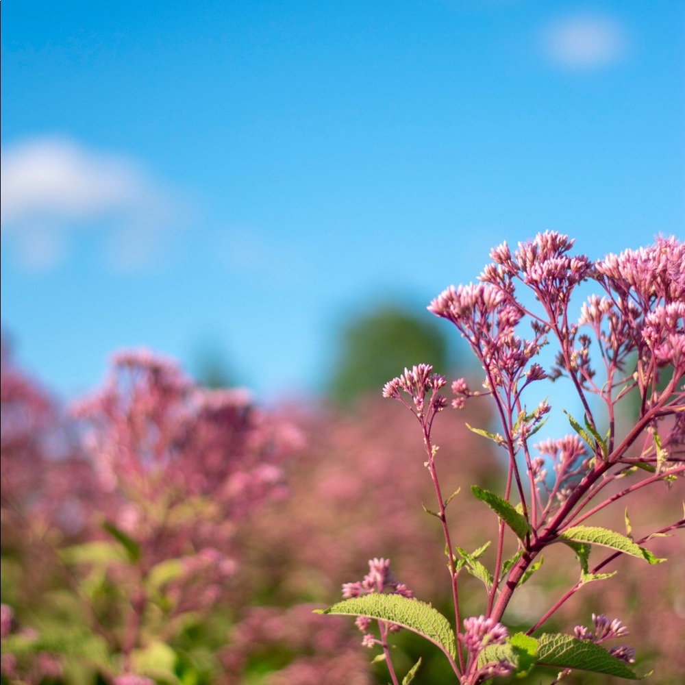 Meet your Posher, Sherry